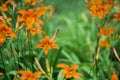 Orange summer day-lily flowers in garden Royalty Free Stock Photo