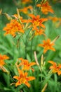 Orange summer day-lily flowers in garden Royalty Free Stock Photo