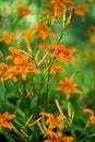 Orange summer day-lily flowers in garden Royalty Free Stock Photo