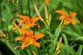 Orange summer day-lily flowers in garden Royalty Free Stock Photo