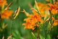 Orange summer day-lily flowers in garden Royalty Free Stock Photo