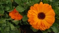 Orange Summer Flowers Closeup. Plants and Nature