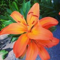 Orange Lillies Royalty Free Stock Photo