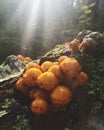 Orange summer mushrooms