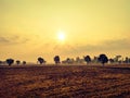 The orange sun rose behind the trees, thick fog covered the meadow. Golden hour morning mist sunrise view beautiful fog morning Royalty Free Stock Photo