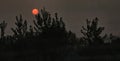 Orange sun setting behind dark tree silhouettes. Royalty Free Stock Photo