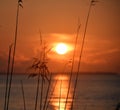 orange sun is setting and the reeds are blowing in the wind, abstract natural sunset Royalty Free Stock Photo
