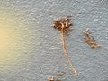 Orange sunbeam and dead root of betel or piper betle on wall