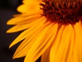 Orange Sunflower Royalty Free Stock Photo