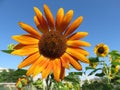 Orange Sunflower and Blue Sky