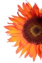 Orange sunflower detail isolated on white Royalty Free Stock Photo