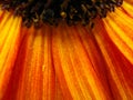 Orange Sunflower Petals