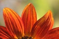 Orange Sunflower Petals Royalty Free Stock Photo