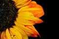 Orange sunflower with raindrops