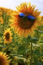 Orange sunflower with a smile in yellow sunglasses with blue glasses in a field of sunflowers Royalty Free Stock Photo