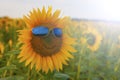 Orange sunflower with a smile in yellow sunglasses with blue glasses in a field of sunflowers