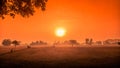 The orange sunrise with golden fields Royalty Free Stock Photo