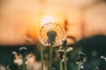 Orange sunrise, sunset and dandelion