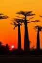 Orange sunset Baobab