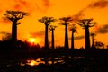 Orange sunset Baobabs Royalty Free Stock Photo