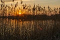 An orange sunset behind the reeds on the lake shore Royalty Free Stock Photo