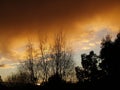 Orange sunset behind Silver Birch tree. Royalty Free Stock Photo