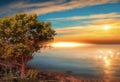 Orange sunset on blue sea wild trees and flowers beautiful  nature landscape Royalty Free Stock Photo