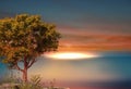 Orange sunset on blue sea wild trees and flowers beautiful  nature landscape Royalty Free Stock Photo