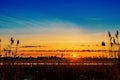 Orange sunset in blue sky over river with canes