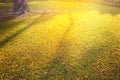 Orange sunset on a grassy field with lens flare Royalty Free Stock Photo