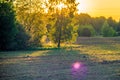 Orange sunset light trees and field