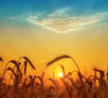 Orange sunset over field with harvest Royalty Free Stock Photo