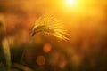 Orange sunset over harvest field Royalty Free Stock Photo