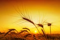 Orange sunset over harvest field Royalty Free Stock Photo