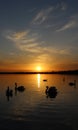 Orange sunset over the lake, beautiful nature background, floating swans, landscape, bright sky Royalty Free Stock Photo