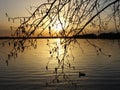 Orange sunset over the lake, beautiful abstract nature background, tree branches on the background of water, bright sky Royalty Free Stock Photo