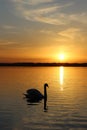 Orange sunset over the lake, beautiful nature background, floating swan, landscape, bright sky Royalty Free Stock Photo
