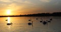 Orange sunset over the lake, beautiful nature background, floating swans, landscape, bright sky Royalty Free Stock Photo