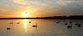 Orange sunset over the lake, beautiful nature background, floating swans, landscape, bright sky Royalty Free Stock Photo