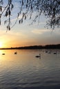 Orange sunset over the lake, beautiful nature background, floating swans, landscape, bright sky Royalty Free Stock Photo