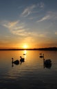 Orange sunset over the lake, beautiful nature background, floating swans, landscape, bright sky Royalty Free Stock Photo