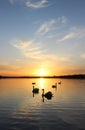 Orange sunset over the lake, beautiful nature background, floating swans, landscape, bright sky Royalty Free Stock Photo