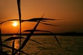 Orange sunset over water, the silhouette of the leaves of coastal grass and sun track background image Royalty Free Stock Photo