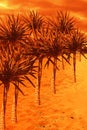 Orange sunset on the sea beach with palm trees Royalty Free Stock Photo