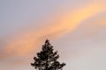 Orange sunset sky with tree. Royalty Free Stock Photo