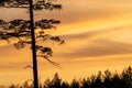 Orange sunset sky with trees. Royalty Free Stock Photo