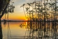 Orange sunset sky and water reflections on palm trees and water tress at sundown in Cuyabeno wildlive reserve Royalty Free Stock Photo