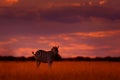 Orange Sunset With Zebra. Wild Animal On The Green Meadow During Sunset. Wildlife Nature, Beautiful Evening Light. Zebra With Blue