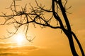 Orange sunshine through tree branches texture