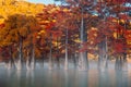 Orange swamp cypresses with early morning light on river with fog on water Royalty Free Stock Photo